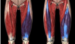 股四头肌锻炼方法视频,高效塑形，轻松打造完美大腿线条